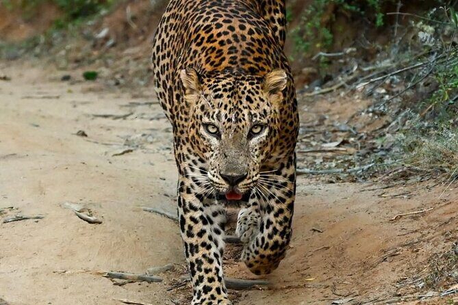 Yala Safari Half Day Tour - Key Points  