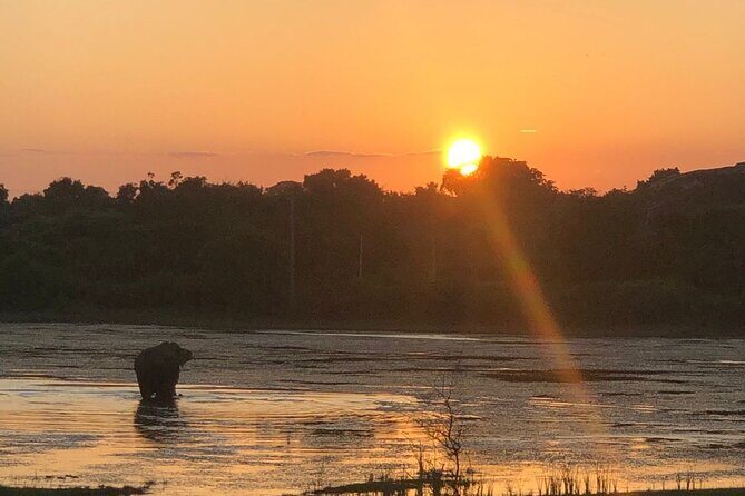 Yala Safari Half Day Tour - Overview of the Experience