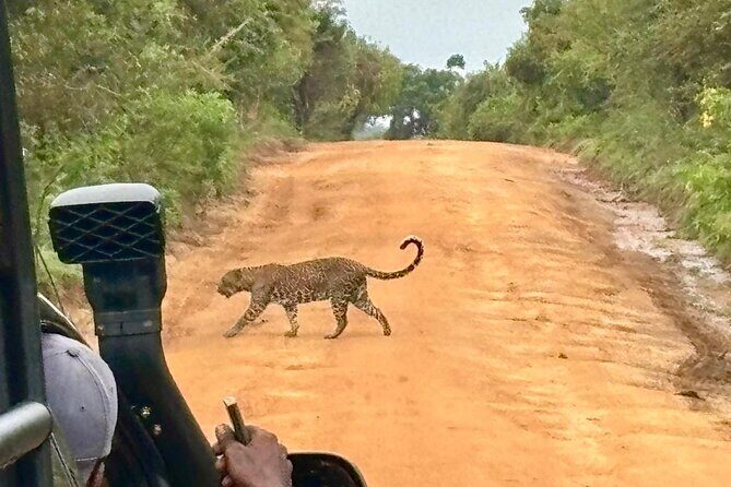 Yala Safari Half Day Tour - The Authenticity of the Experience