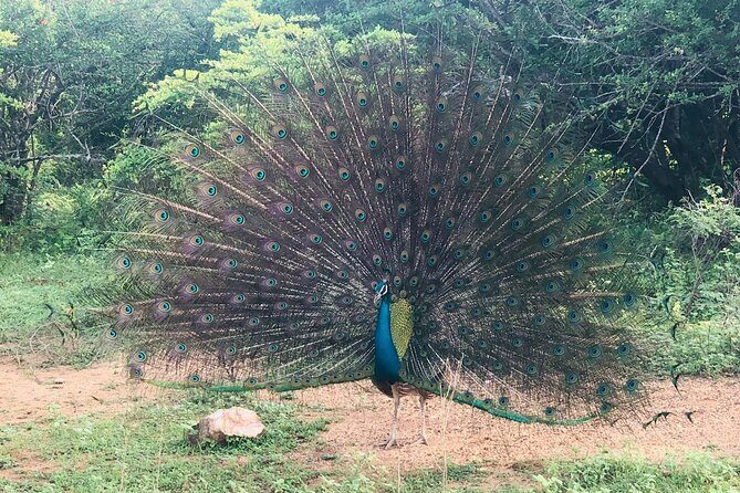 Yala Safari Half Day Tour - Detailed Breakdown of the Tour