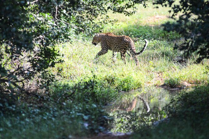 Yala Safari Half Day Tour - Final Thoughts