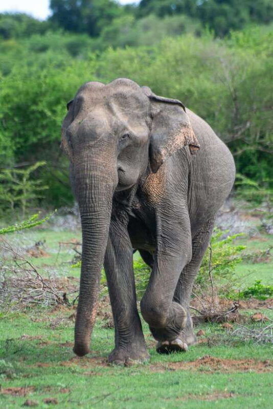 yala-safari-morning-or-afternoon-safari-tour-5-h