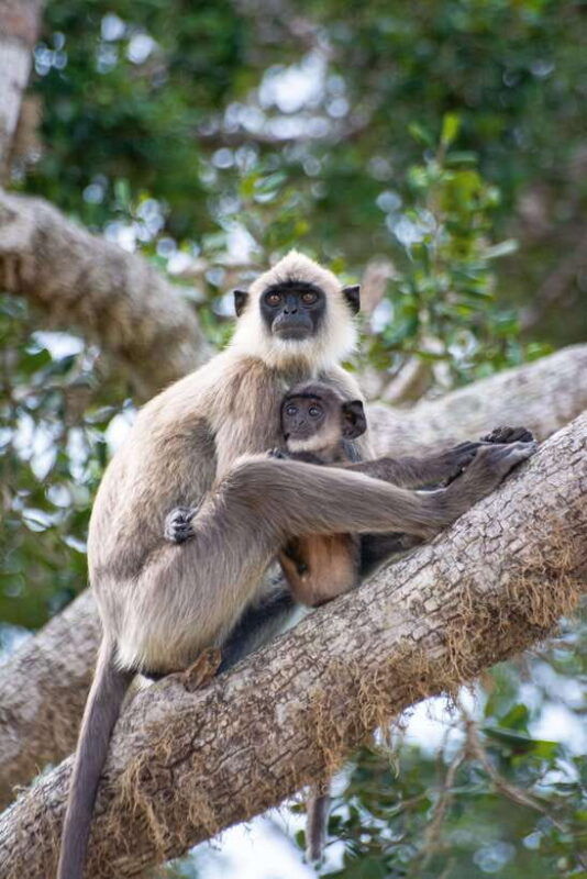 yala-safari-morning-or-afternoon-safari-tour-5-h
