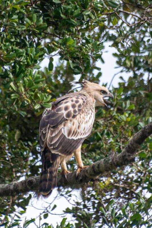 yala-safari-morning-or-afternoon-safari-tour-5-h