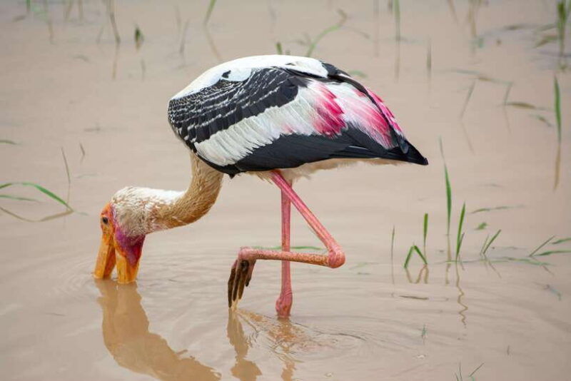 yala-safari-morning-or-afternoon-safari-tour-5-h