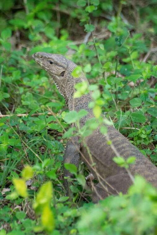 yala-safari-morning-or-afternoon-safari-tour-5-h