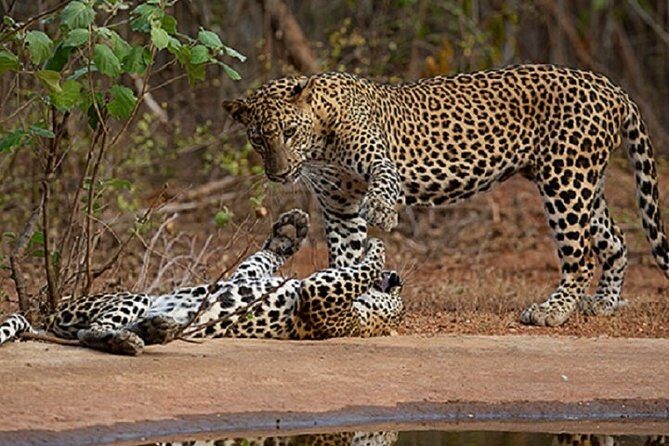 Yala Safari Private Day Tour Kaluthara/Beruwala/Bentota/Kosgoda/Ahungalla - Key Points: