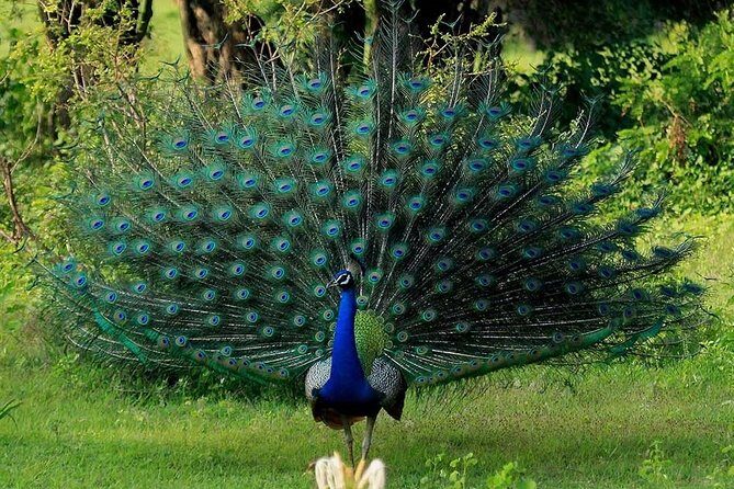 Yala Safari Private Day Tour Kaluthara/Beruwala/Bentota/Kosgoda/Ahungalla - Frequently Asked Questions (FAQs)