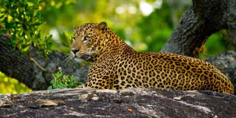 yala-safari-private-from-yala-tissamaharama-area