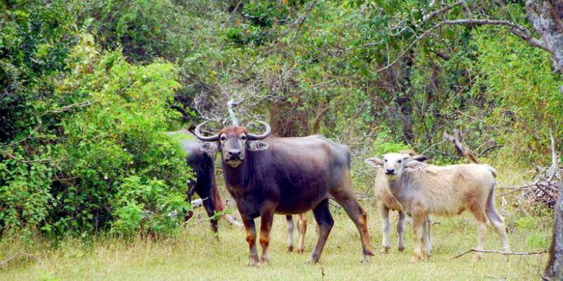 yala-safari-private-from-yala-tissamaharama-area