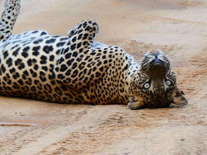 yala-safari-tour-from-galle-mirissa-matara-tangalle-ella