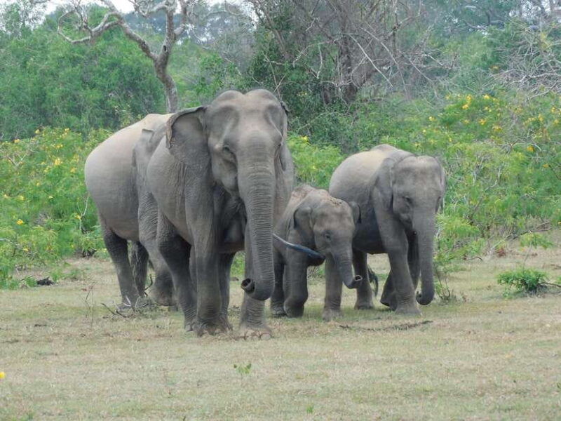 yala-safari-tour-from-galle-mirissa-matara-tangalle-ella