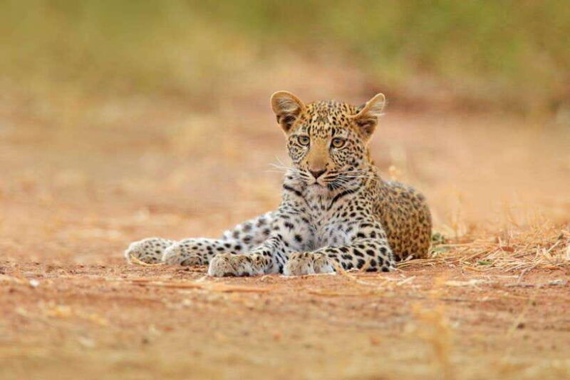 yala-safari-tour-from-galle-mirissa-matara-tangalle-ella