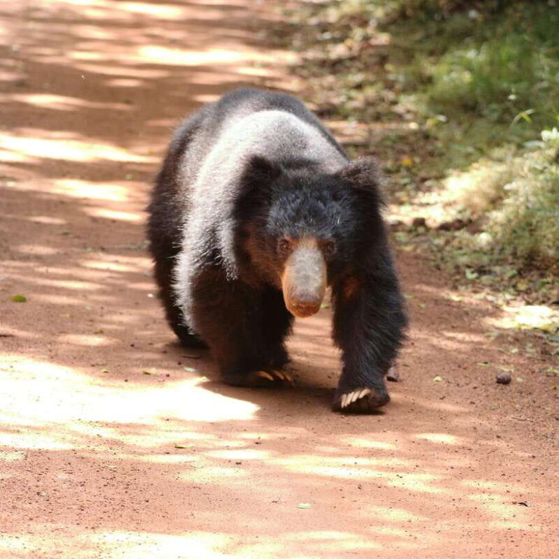 yala-safari-tour-from-galle-mirissa-matara-tangalle-ella
