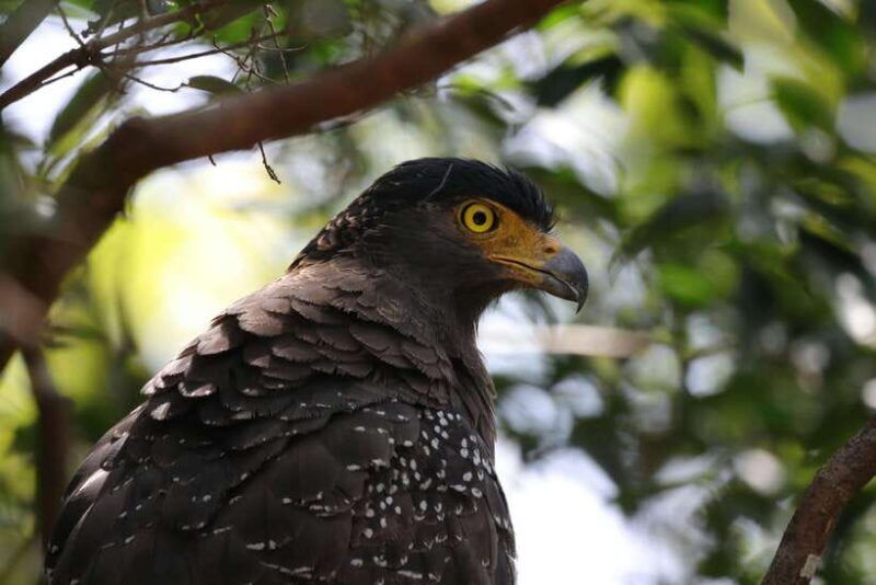 yala-safari-tour-from-galle-mirissa-matara-tangalle-ella