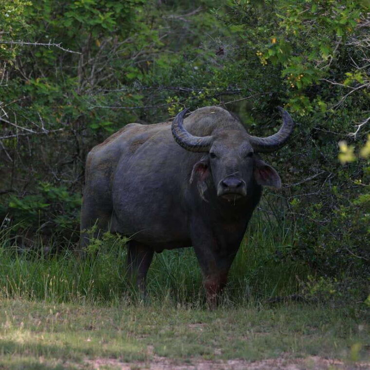 yala-safari-tour-from-galle-mirissa-matara-tangalle-ella