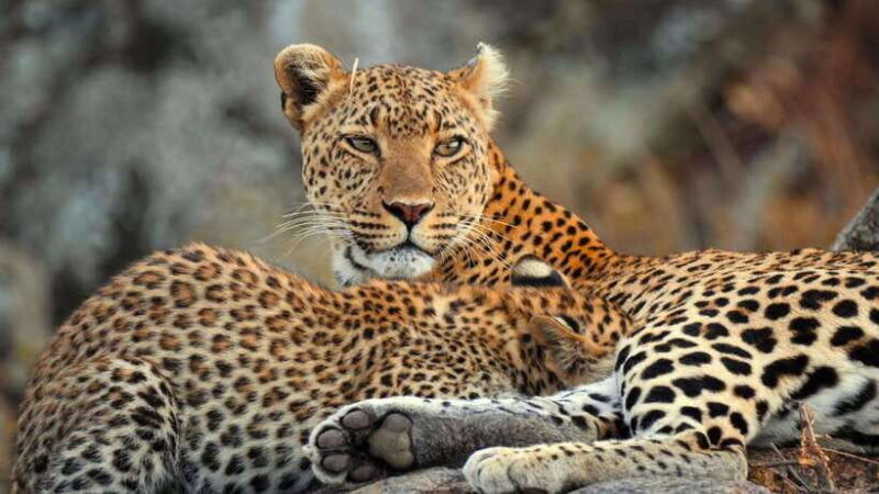 yala-safari-tour-from-galle-mirissa-tangalle-ella