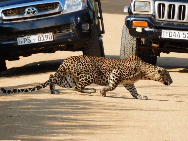 yala-safari-tour-from-galle-mirissa-tangalle-ella