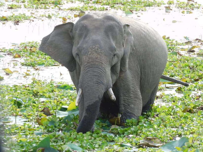 yala-safari-tour-from-galle-mirissa-tangalle-ella