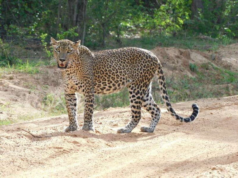yala-safari-tour-from-galle-mirissa-tangalle-ella