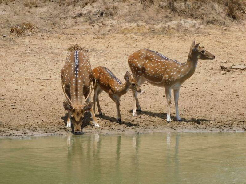 yala-safari-tour-from-galle-mirissa-tangalle-ella