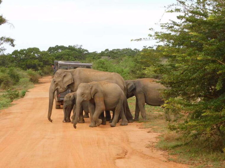 yala-safari-tour-from-galle-mirissa-tangalle-ella