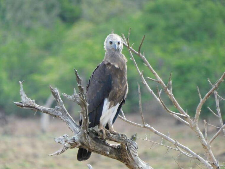 yala-safari-tour-from-galle-mirissa-tangalle-ella