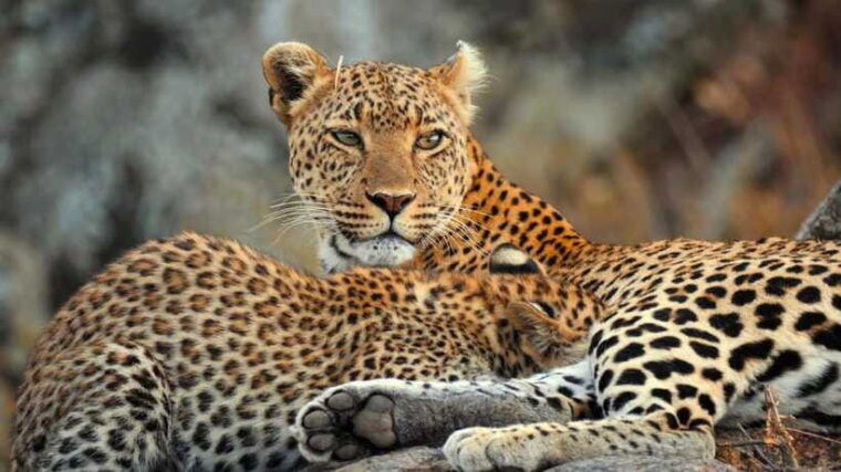 yala-safari-tour-from-galle-mirissa-tangalle-ella