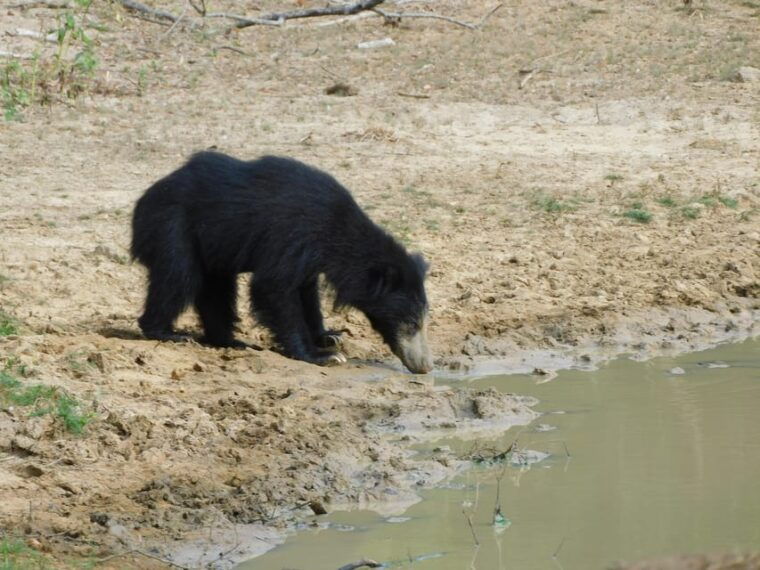 yala-safari-tour-from-galle-mirissa-tangalle-ella