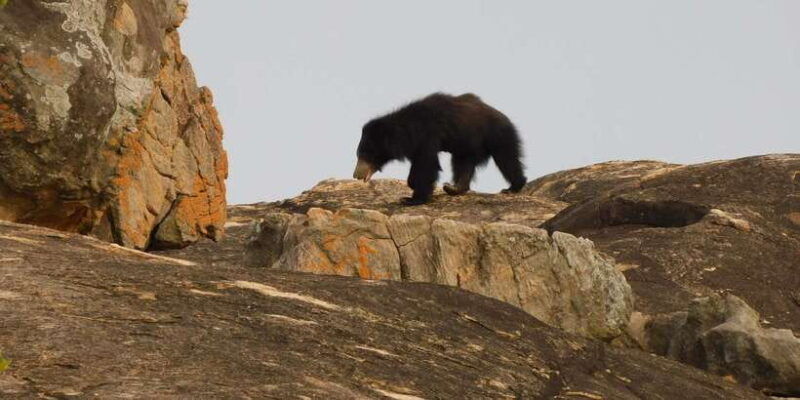 yala-safari-tour-from-hambantota-port-area-shore-excursion