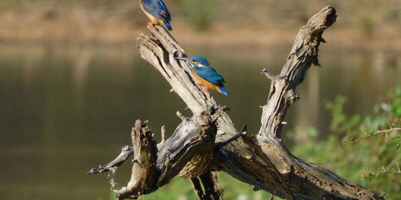 yala-safari-tour-from-hambantota-port-area-shore-excursion