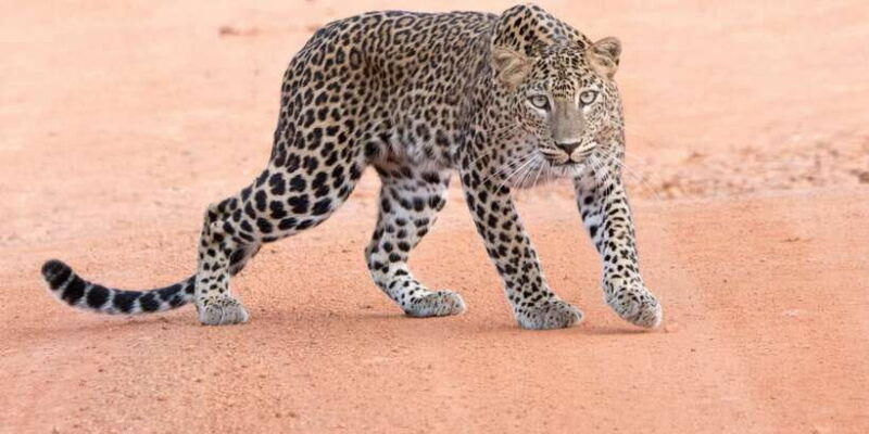 yala-safari-tour-from-hambantota-port-area-shore-excursion