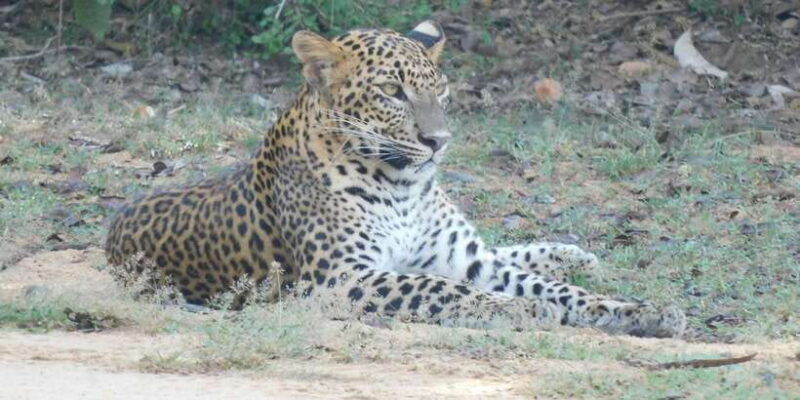 yala-safari-tour-from-hambantota-port-area-shore-excursion