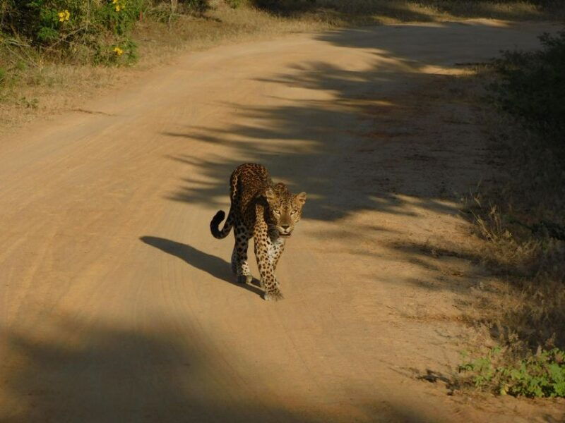 yala-safari-tour-from-hambantota-port-area-shore-excursion
