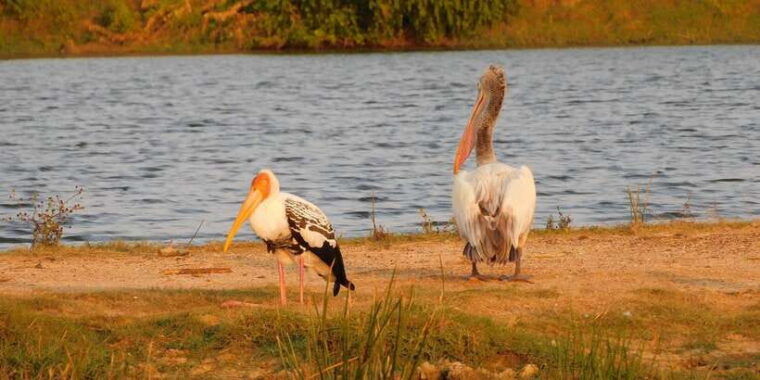 yala-safari-tour-from-hambantota-port-area-shore-excursion