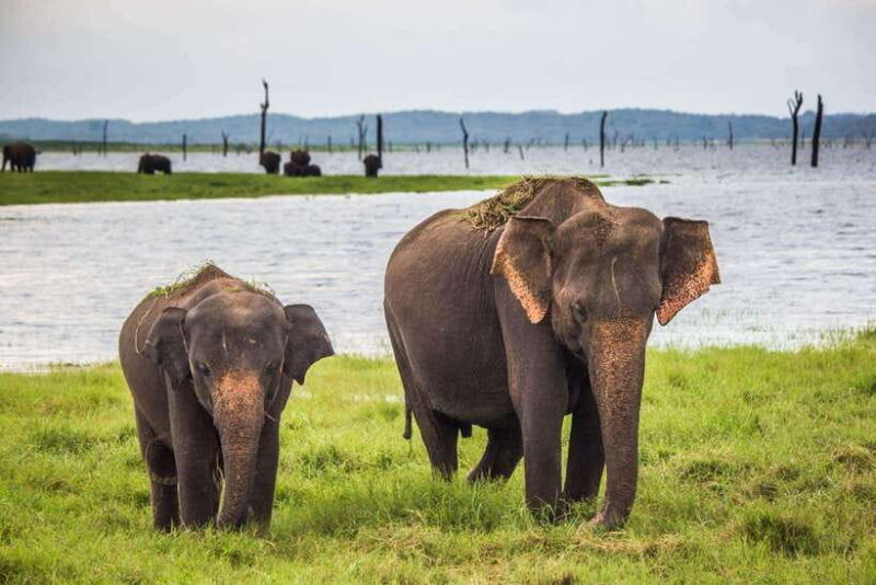yala-safari-tour-from-tangalle-hiriketiya-mirissa-galle