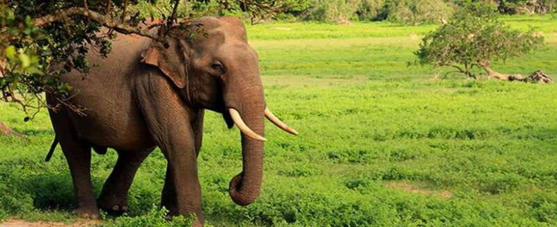 yala-safari-tour-from-tangalle-hiriketiya-mirissa-galle