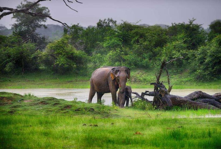 yala-safari-tour-from-tangalle-hiriketiya-mirissa-galle