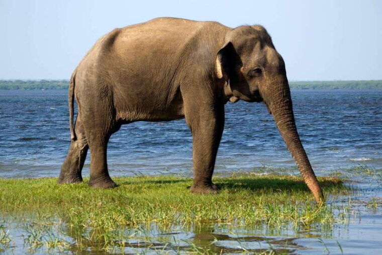 yala-safari-tour-from-tangalle-hiriketiya-mirissa-galle