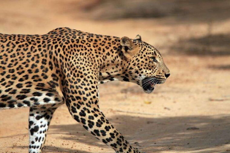 yala-safari-tour-from-tangalle-hiriketiya-mirissa-galle