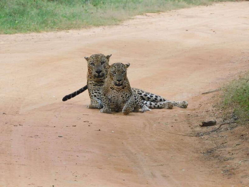 yala-safari-tour-with-galle-mirissa-tangalle-ella-transfers