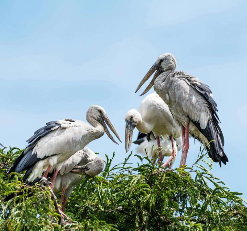 yala-safari-tour-with-galle-mirissa-tangalle-ella-transfers