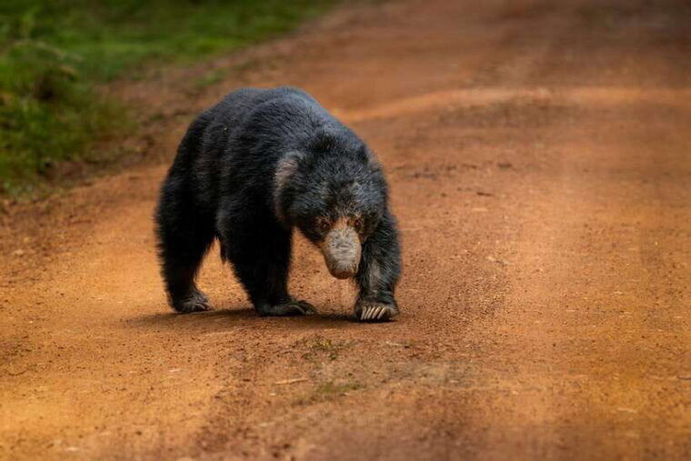 yala-safari-tours-7-hours-12-hours-safari