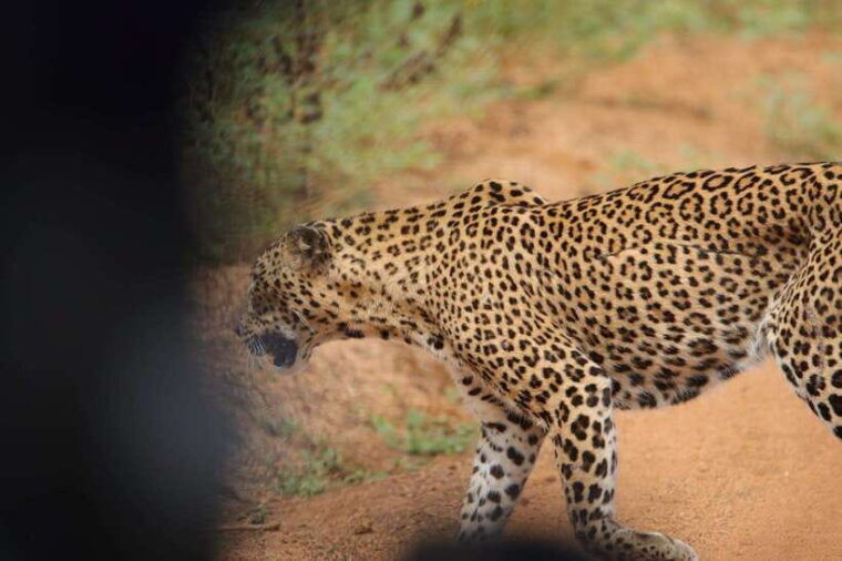 yala-safari-tours-7-hours-12-hours-safari