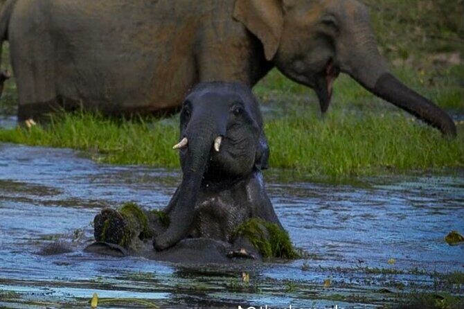 Yala safari Tours Morning /Afternoon /Fullday - The Value of This Tour