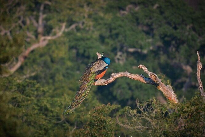 Yala safari Tours Morning /Afternoon /Fullday - Who Would Love This Safari?
