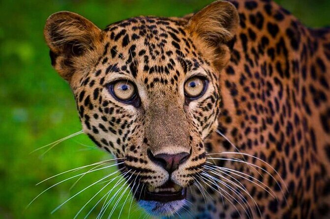 Yala safari Tours Morning /Afternoon /Fullday - Final Thoughts