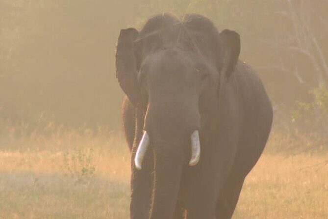 Yala safari Tours Morning /Afternoon /Fullday - FAQ