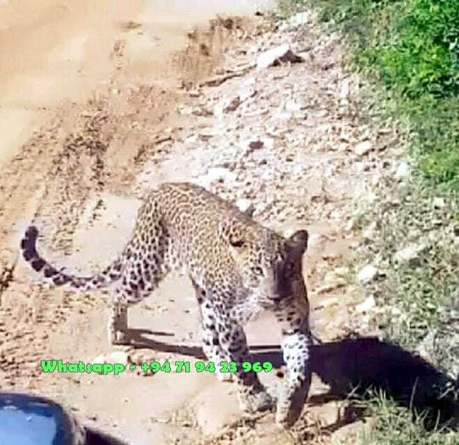 yala-safari-w-tush-with-pickup-from-ella-drop-at-galle