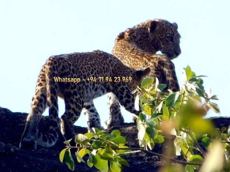yala-safari-w-tush-with-pickup-from-ella-drop-at-tangalle